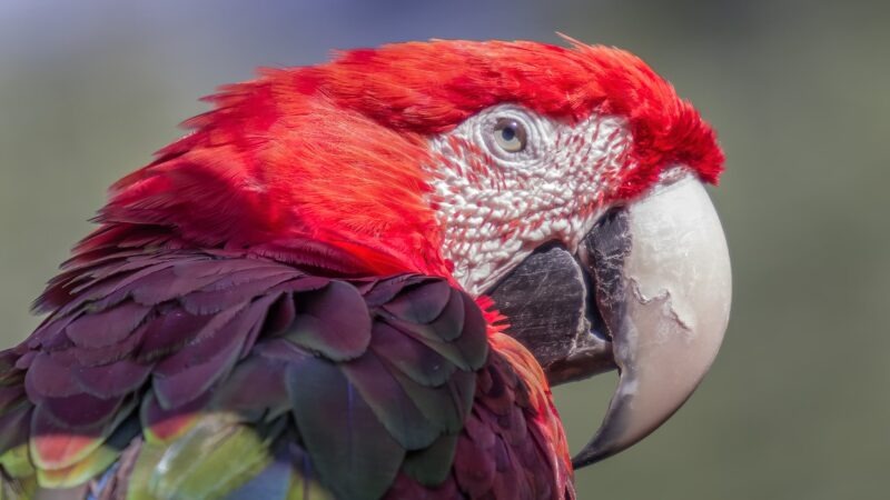 Scarlet Macaw Parrot