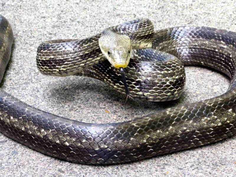 Eastern Rat Snake