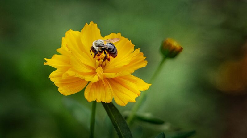 Cosmos Flower and Bumble Bee