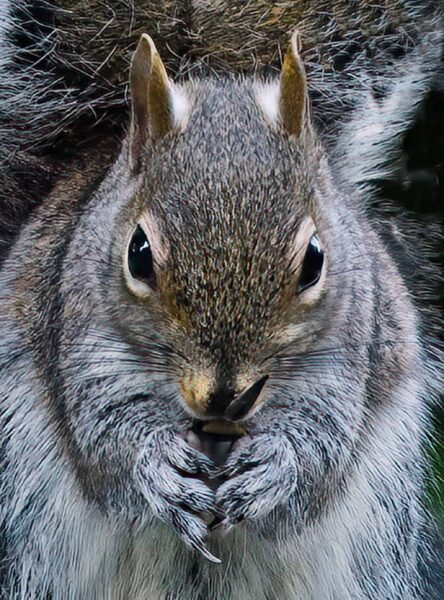 Grey Squirrel