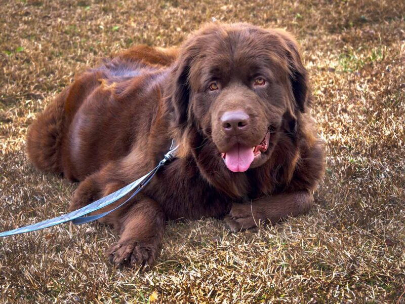 Louise the Newfoundland